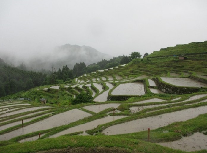 当日の丸山千枚田の様子