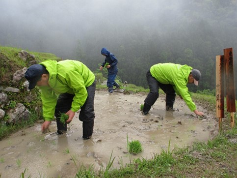 田植えをする東海農政局職員