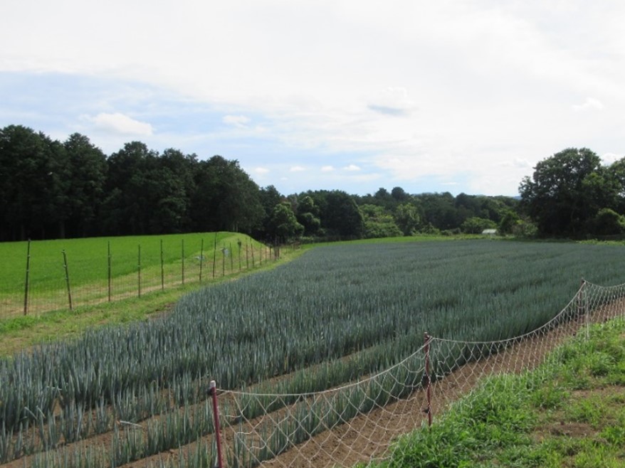 酵素肥料の施用による土壌の質の向上により、青々と生育している白ねぎの様子