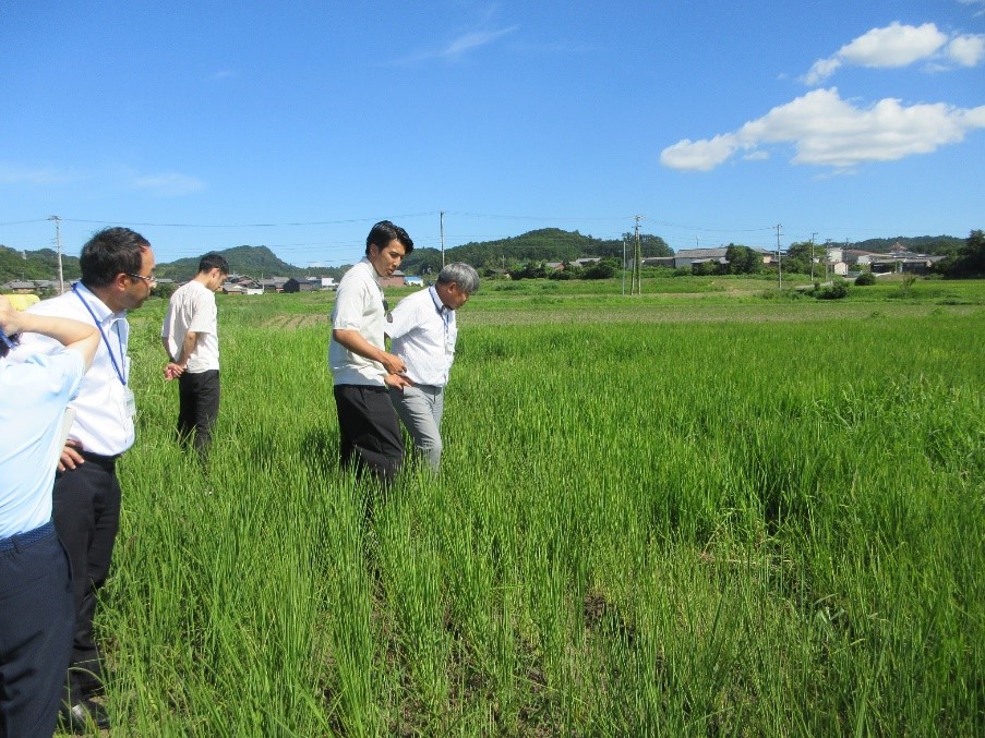 節水型乾田直播水稲栽培の実証ほ場を視察する様子(中央:中川地方参事官)