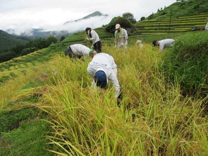作業を行う東海農政局職員
