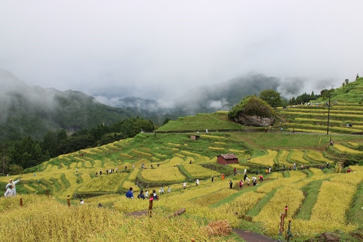 「稲刈りの集い」当日の丸山千枚田の様子
