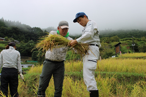 稲を束ねる福井次長（右）と中川地方参事官（左）