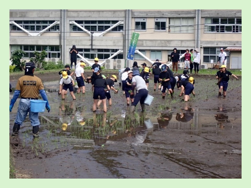 田んぼの学校（田植え体験）.JPG180