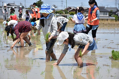 田植えの様子