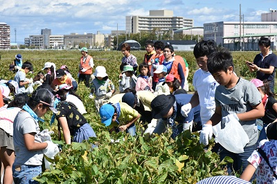 枝豆収穫の様子
