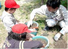 バケツ稲作の様子