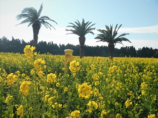 菜の花と黄色いポスト