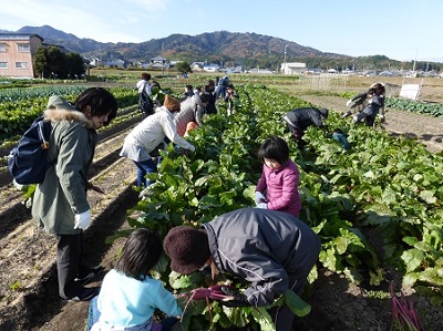 食育実践セミナー「三重県の伝統野菜『松阪赤菜』の収穫体験と郷土料理作り」