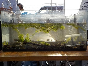 令和7年ほたる祭り水槽展示