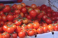 トマトの写真