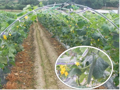 田原市のきゅうり