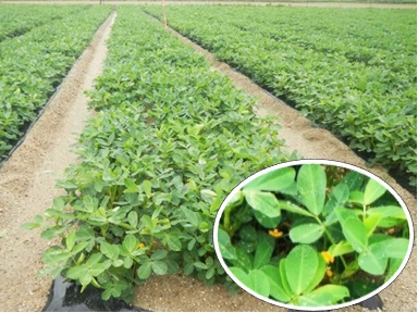 知多市の落花生