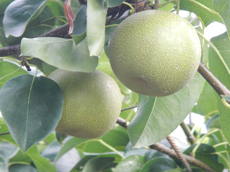 津市の日本なし