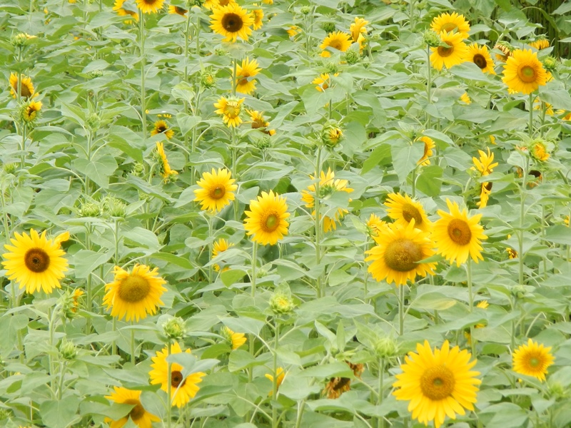 四日市市のひまわり