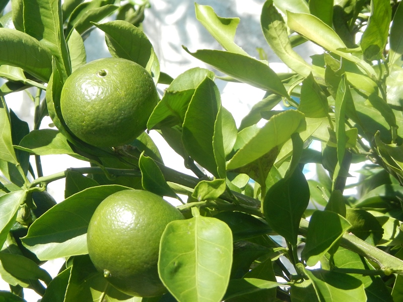 松阪市のみかん