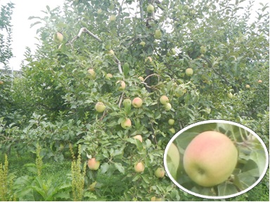 高山市のりんご