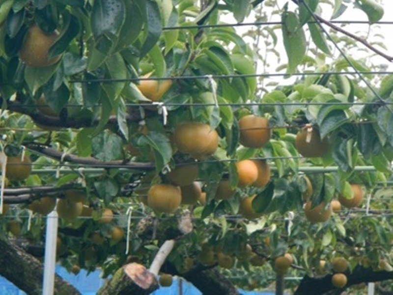 安城市の日本なし