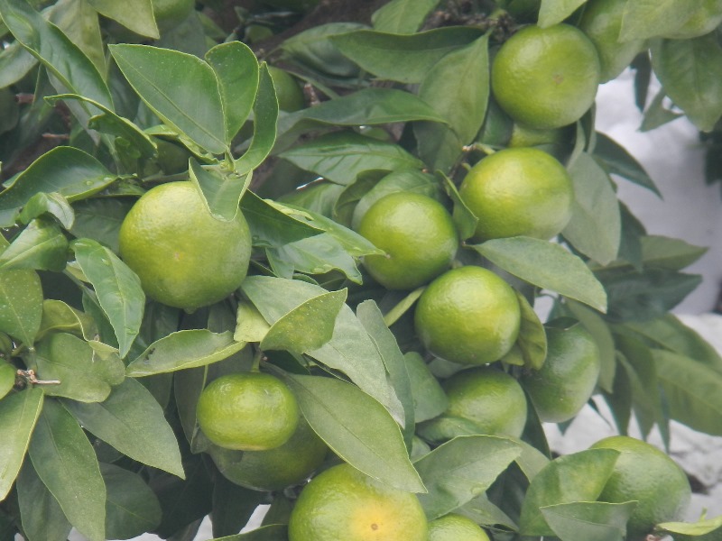 松坂市のみかん