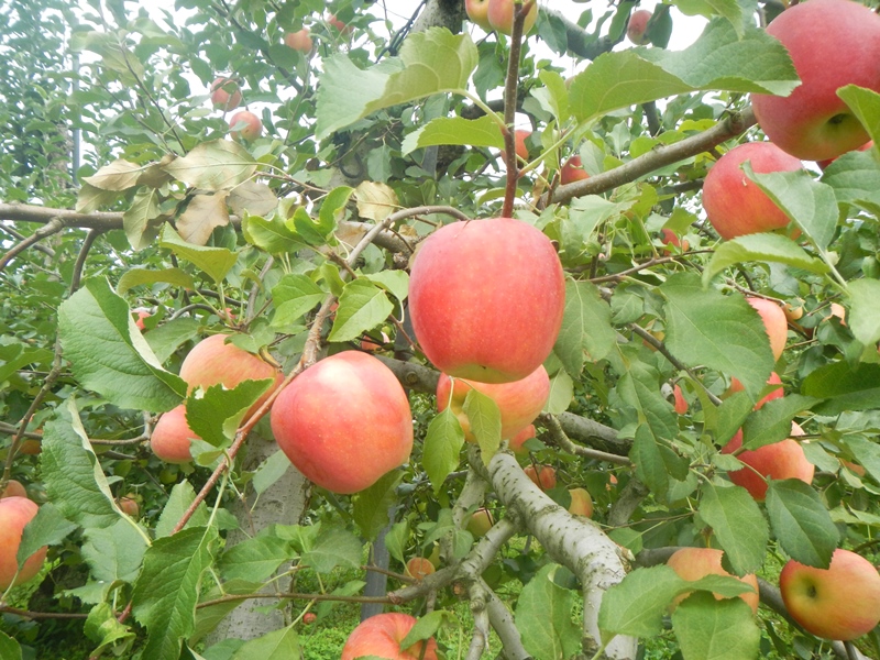 高山市のりんご