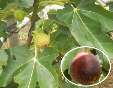 安城市のいちじく