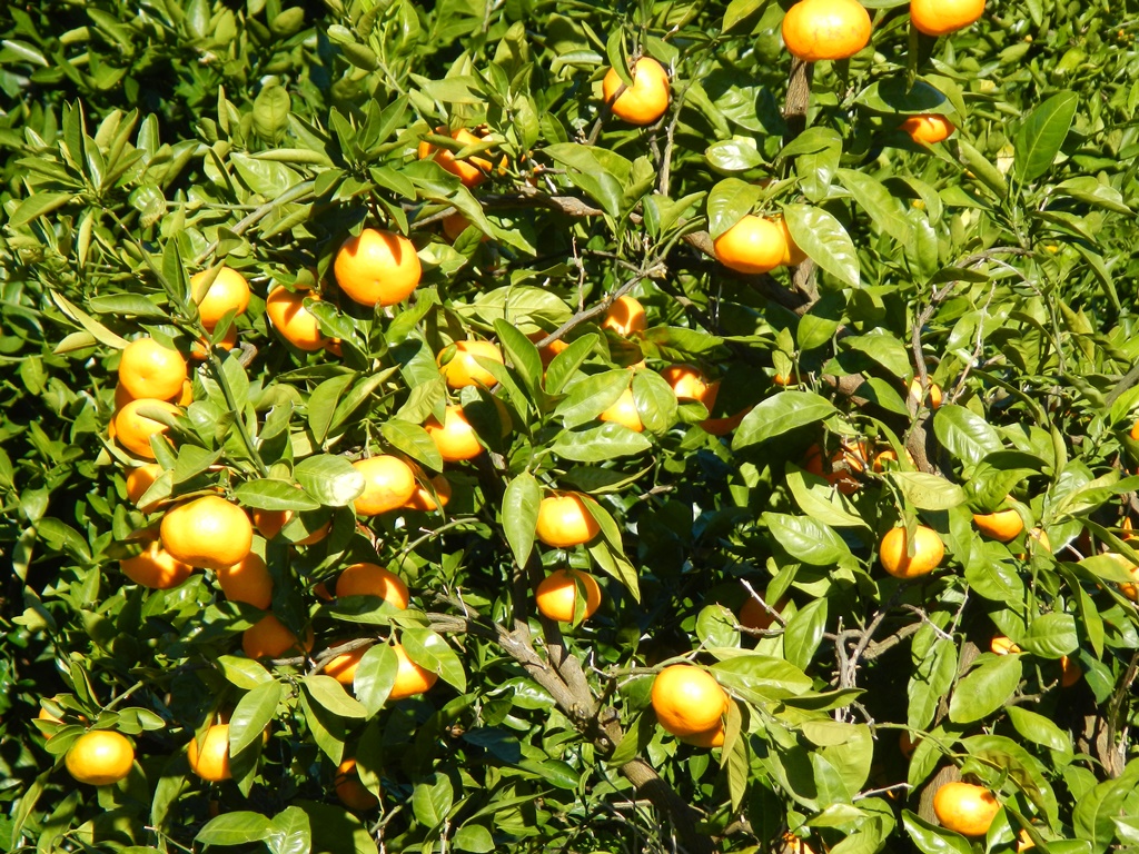 熊野市のみかん