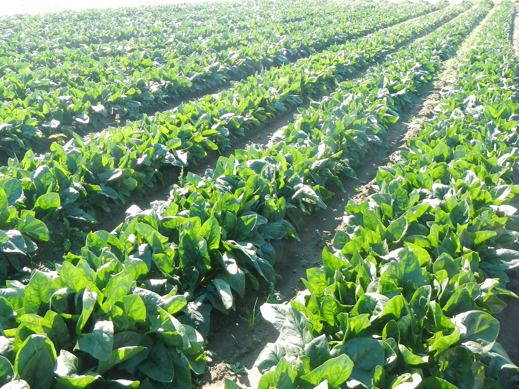 岐阜市のほうれんそう