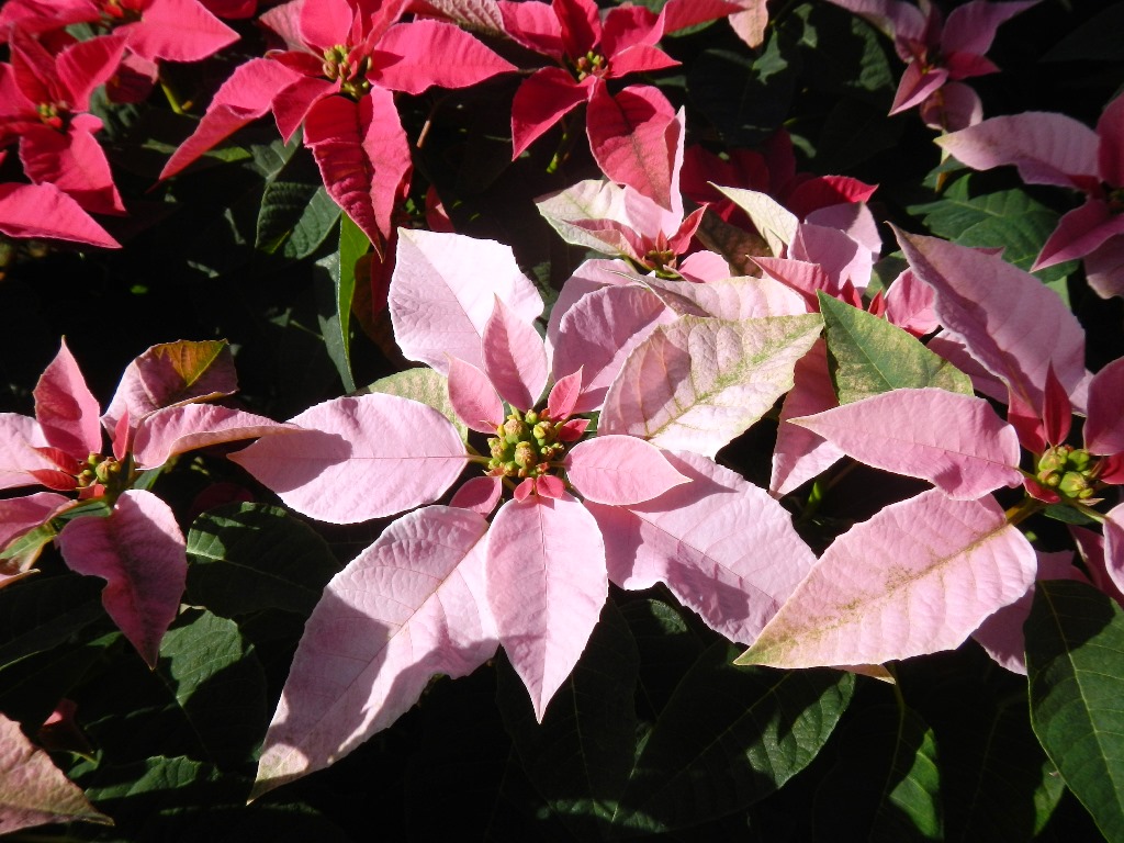 江南市のポインセチア