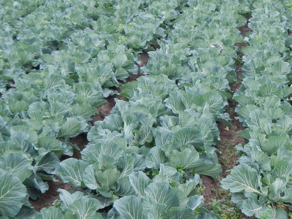 津市のキャベツ