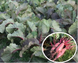 松阪市の松阪赤菜