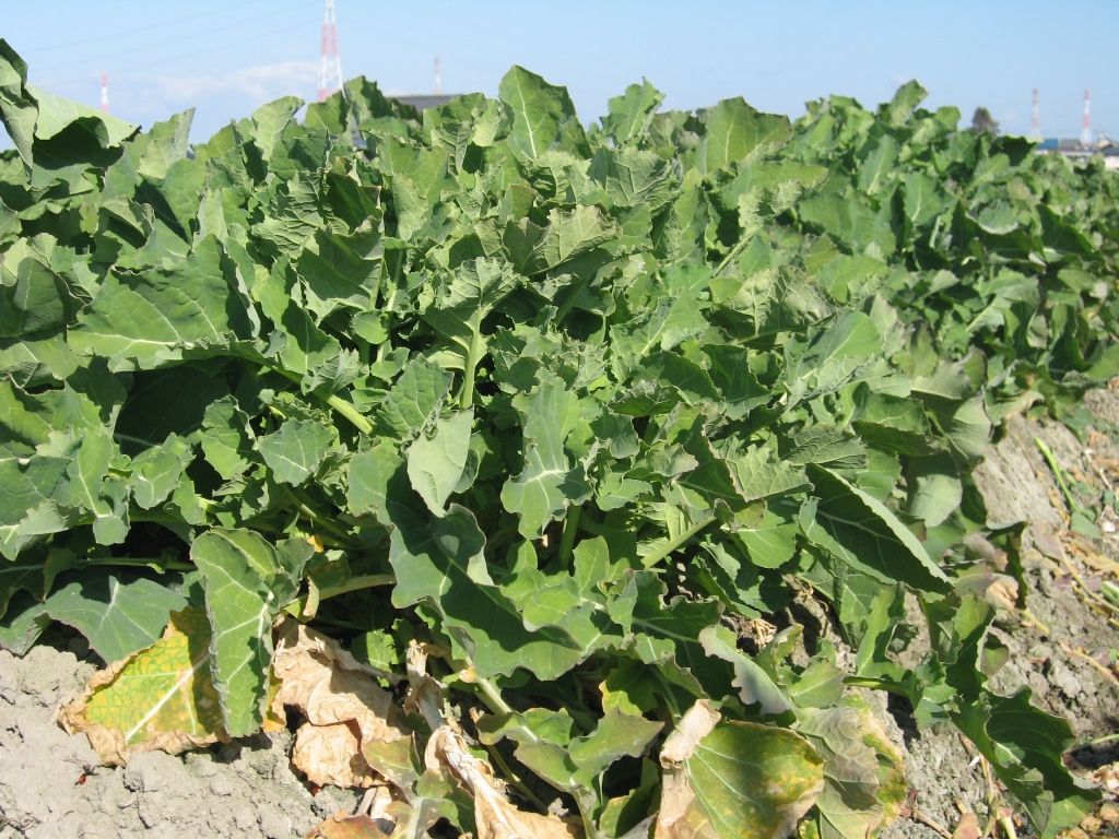 桑名市のなばな