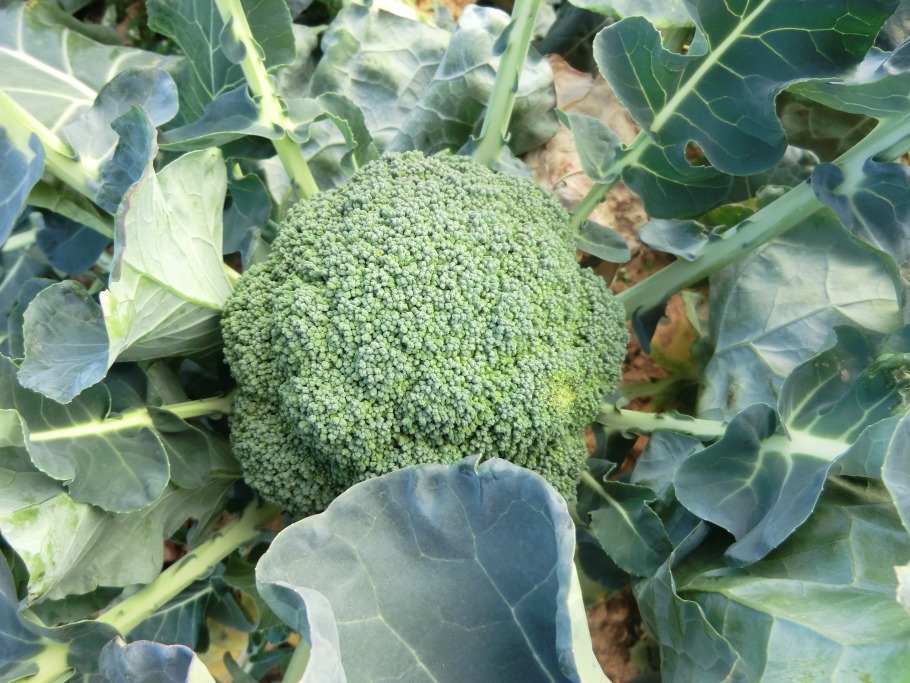 田原市のブロッコリー