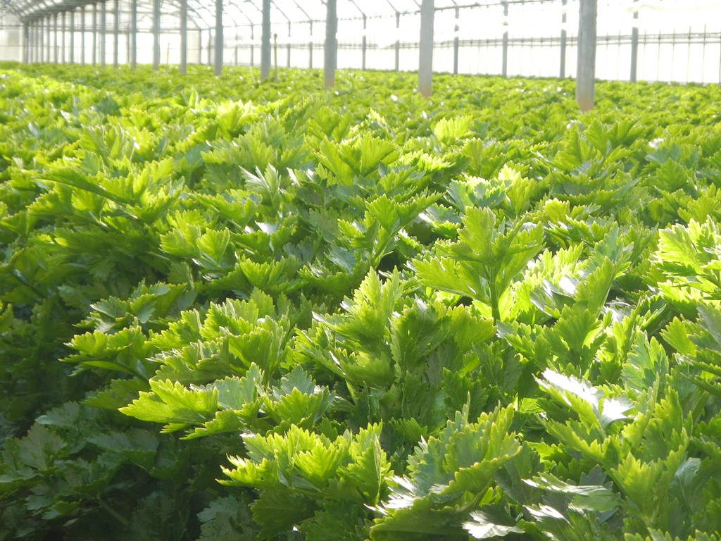 田原市のセルリー