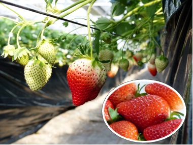 岐阜市のいちご