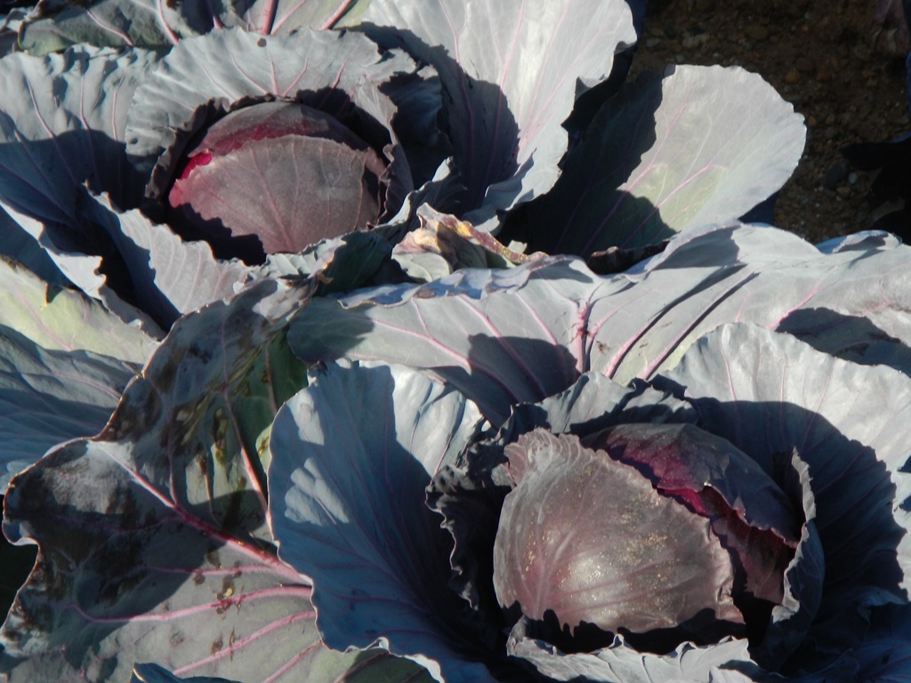 田原市のキャベツ