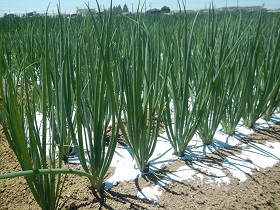 伊勢市のねぎの写真