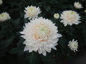 田原市のきくの写真