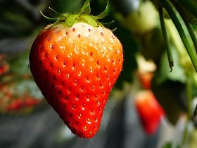 岐阜市のいちごの写真